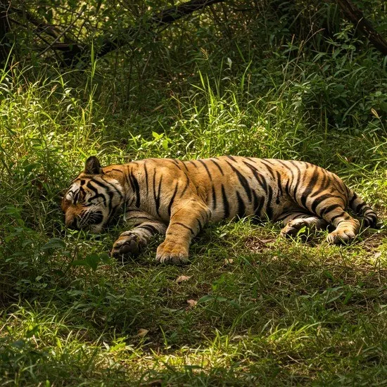 A 2 yerar old Tigeress found dead inside MP's Kanha Tiger Reserve